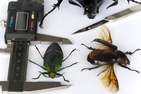 Image of a typical entomologist's work table.
