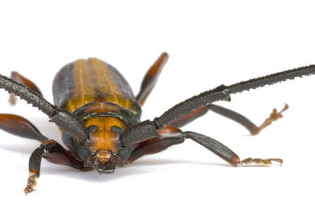 Macro image of a Longhorn Beetle found at the tropical rainforest of Bukit Tinggi, Pahang, Malaysia.の写真素材