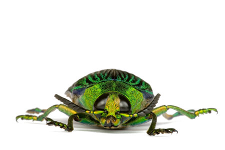 Macro image of a Jewel Beetle found at the world's oldest tropical rainforest of Cameron Highlands,...