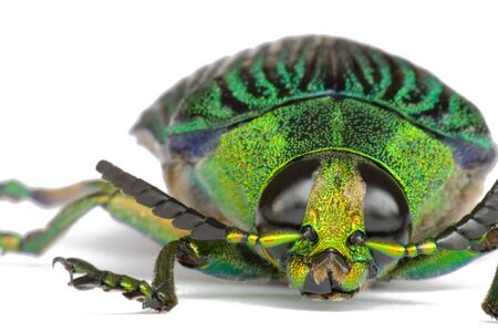 Macro image of a Jewel Beetle found at the world's oldest tropical rainforest of Cameron Highlands, Pahang, Malaysia.の写真素材