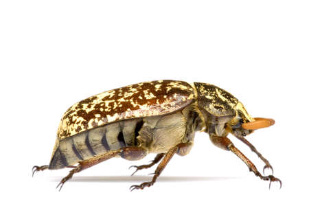 Macro image of a tropical rainforest beetle, known scientifically as Polyphylla fullo, found at the tropical rainforest of Bukit Tinggi, Pahang, Malaysia.の写真素材