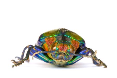 Macro image of a Jewel Beetle found at the world's oldest tropical rainforest of Cameron Highlands, Pahang, Malaysia.の写真素材