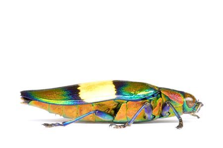 Macro image of a Jewel Beetle, known scientifically as Chrysochroa ephippigera, found at the world's oldest tropical rainforest of Cameron Highlands, Pahang, Malaysia.の写真素材