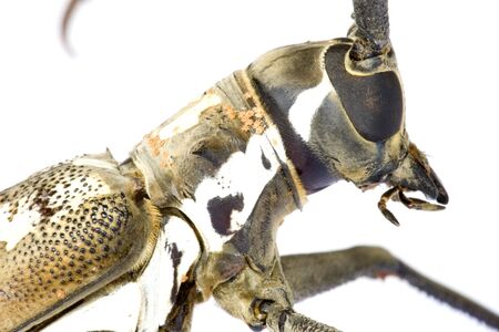 Macro image of a Longhorn Beetle, known scientifically as Batocera parryi, found at the tropical rainforest of Cameron Highlands, Pahang, Malaysia.の写真素材
