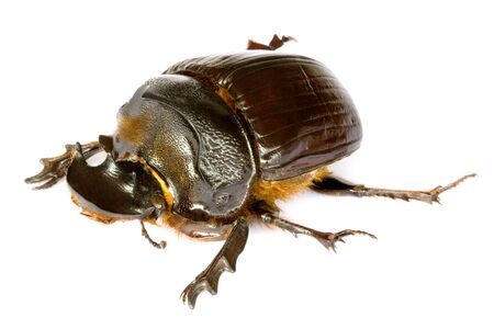 Isolated macro image of a large Dung Beetle, known scientifically as Heliocopris dominus, found at the tropical rainforest of Cameron Highlands, Pahang, Malaysia.の写真素材