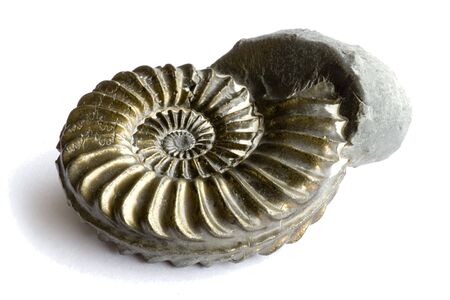 Macro image of an ancient fossil.の写真素材