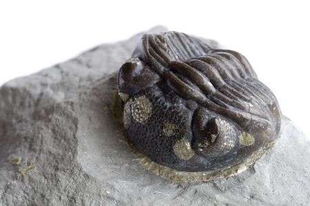 Macro image of an ancient trilobite fossil.の写真素材