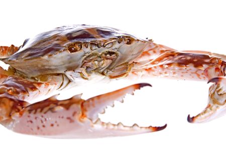 Isolated image of a crab.の写真素材