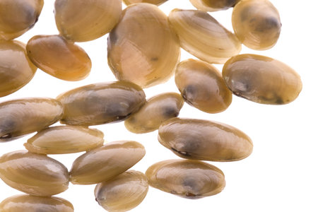 Isolated macro image of live edible clams commonly used in Malaysian cooking.