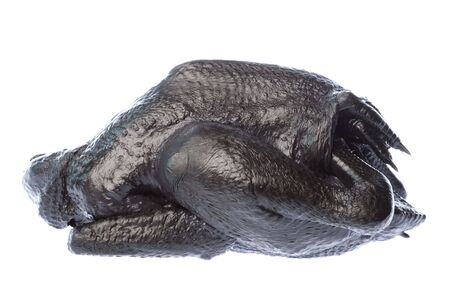 Isolated image of a raw black chicken ready for cooking.の写真素材