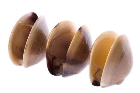 Isolated macro image of live edible clams.