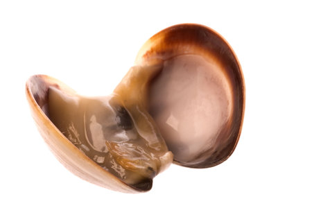 Isolated macro image of a live edible clam.