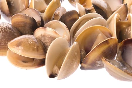 Isolated macro image of live edible clams.の写真素材