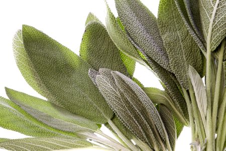 Isolated macro image of Sage leaves.の写真素材