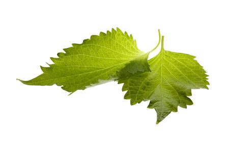Isolated macro image of Green Perilla leaves, also known as Green Shiso, Oba leaves or Beefsteak plant. の写真素材