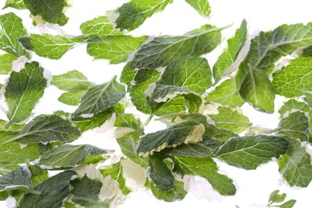 Isolated macro image of pineapple mint leaves.の写真素材