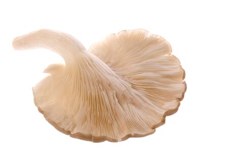 Isolated macro image of a Grey Oyster Mushroom.の写真素材