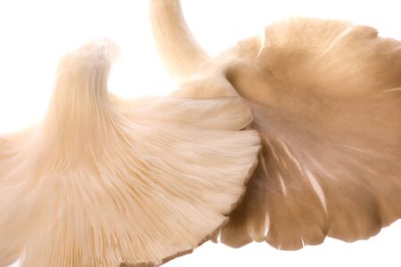 Isolated macro image of Grey Oyster Mushrooms.の写真素材