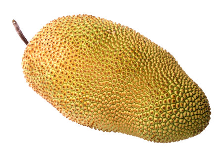 Isolated image of a tropical Chempedak fruit.