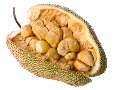 Isolated image of a tropical Chempedak fruit.