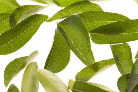 Isolated macro image of curry leaves.の写真素材