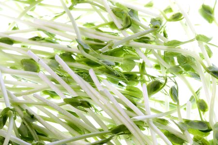 Isolated macro image of organic pea sprouts.の写真素材