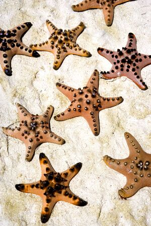 Image of a live starfish stranded on sand.の写真素材