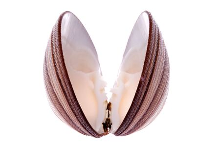 Isolated image of a beautiful clam.の写真素材