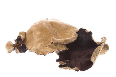 Isolated macro image of edible dried fungi commonly used in Chinese cooking.の写真素材