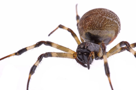 Isolated macro image of a tropical rainforest spider.