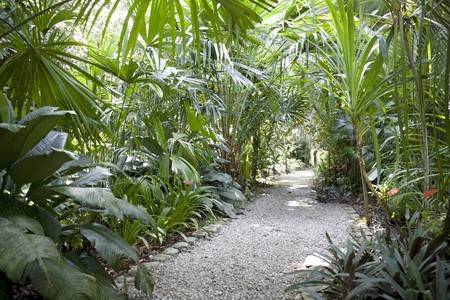 Walkway and greenery of a tropical spice garden.の写真素材