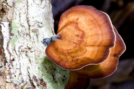 Image of tropical rainforest wild mushrooms.