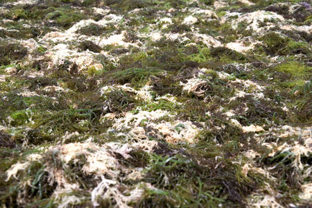 Image of seaweed being sun dried on a remote island in Malaysia.