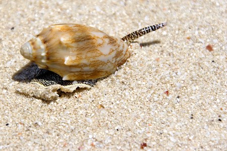 Image of a live sea snail on a beach.の写真素材