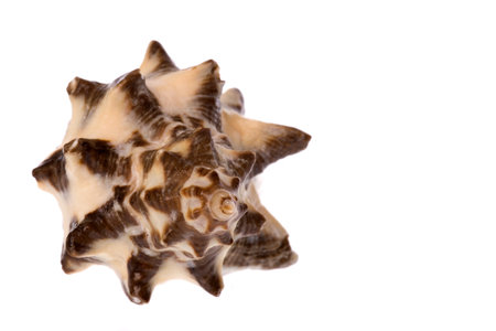 Isolated macro image of a sea shell.