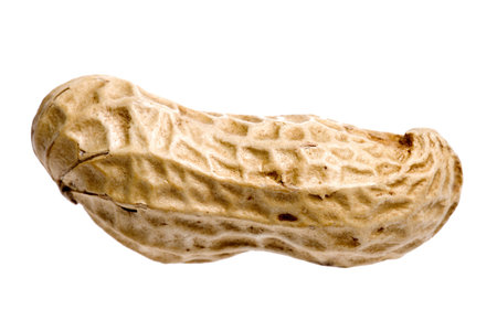 Isolated image of a groundnut.