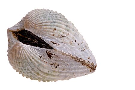 Isolated macro image of a fresh cockle.の写真素材