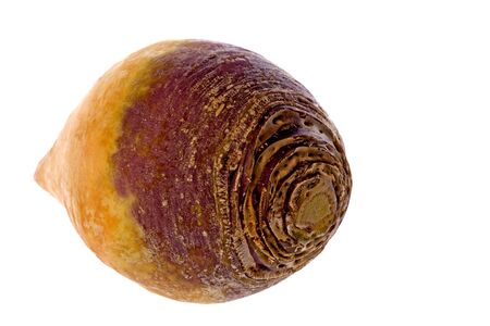 Isolated macro image of a Swede.の写真素材