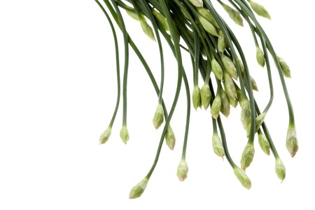 Isolated image of fresh chives.の写真素材