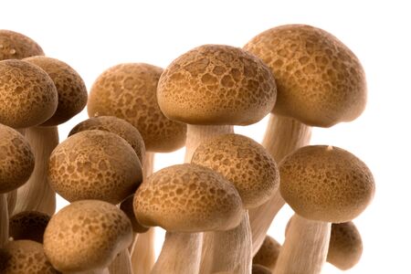 Isolated macro image of Korean edible Buna Shimeji mushrooms.の写真素材