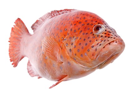 Isolated macro image of a red tilapia (cichlid) fish.の写真素材