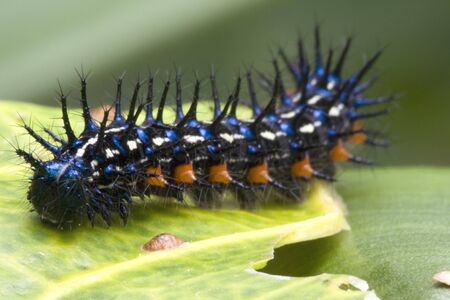 Super macro image of a caterpillar.の写真素材