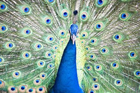 Image of a beautiful peacock with colourful feathers.の写真素材