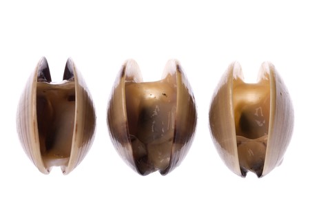 Isolated macro image of live edible clams.の写真素材