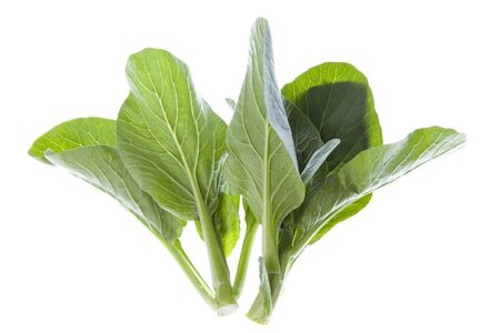 Isolated image of fresh mustard.の写真素材
