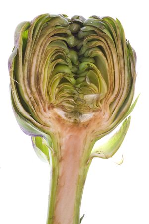 Isolated macro image of a sliced globe artichoke.の写真素材