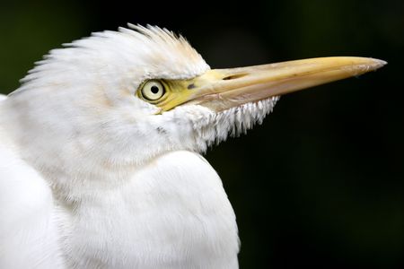 Close-up image of an egret.の写真素材