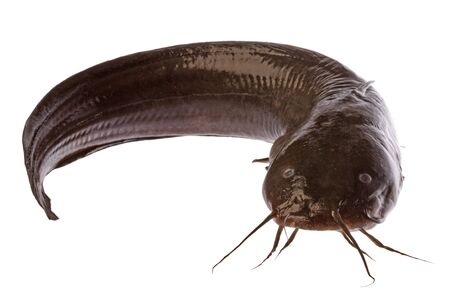 Isolated macro image of a fresh water catfish ready to be cooked.の写真素材