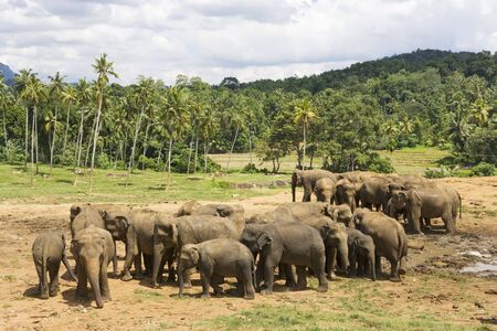 Image of elephants at Pinnawala-Rambukkana, Sri Lanka.の写真素材