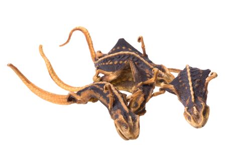 Isolated macro image of dried lizards used in Chinese traditional medicine sold at Longji Terraces, Guilin, China. の写真素材
